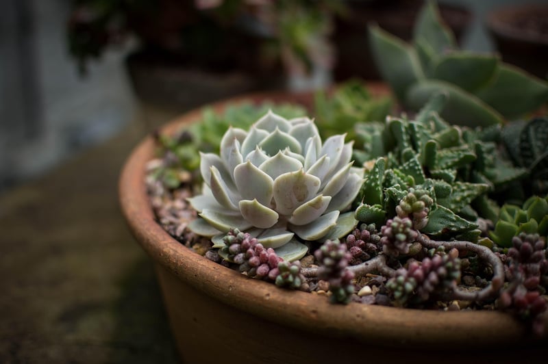 Echeveria succulent