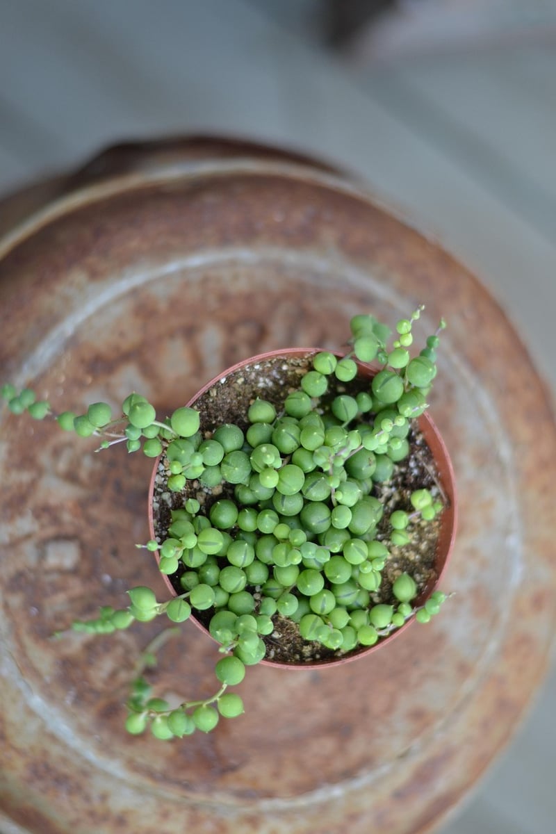 String of Pearls succulent